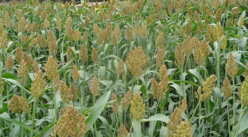 East African Malting to contract farmers in Laikipia, Kwale, Baringo, Taita Taveta and Bungoma to grow white sorghum