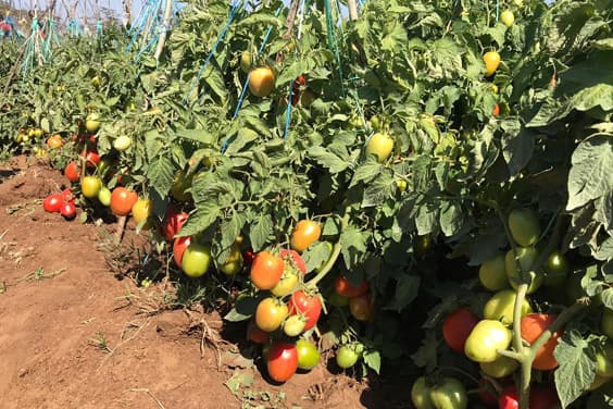 Youth take learning to the farm to earn in Coronavirus school closure