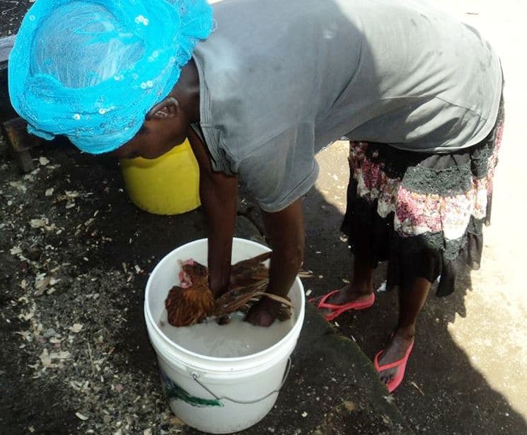 Chicken dipping eradicates 90% of external parasites