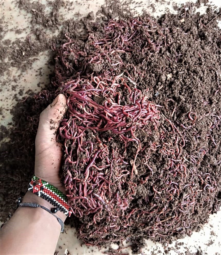 FarmBiz TV:Farmer rears earthworms for organic fertilizer that raises yields 50 per cent