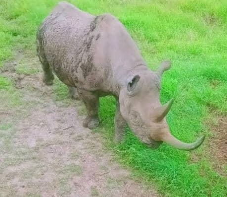 Ol Pejeta intensifies efforts to revive northern white rhino subspecies