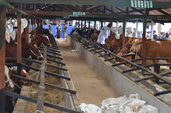 Zero-grazed cattle at 80% less risk of ECF