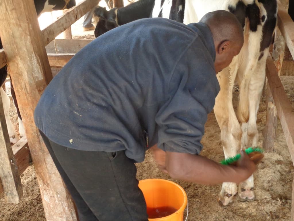 Proper care of dairy cow improves milk production