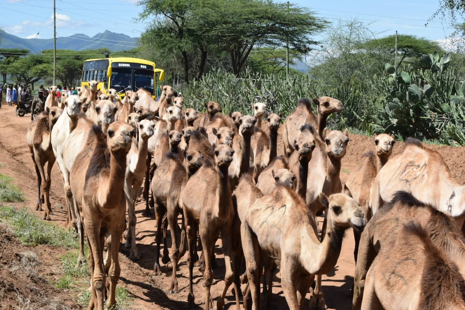 Samburu East residents receive camels