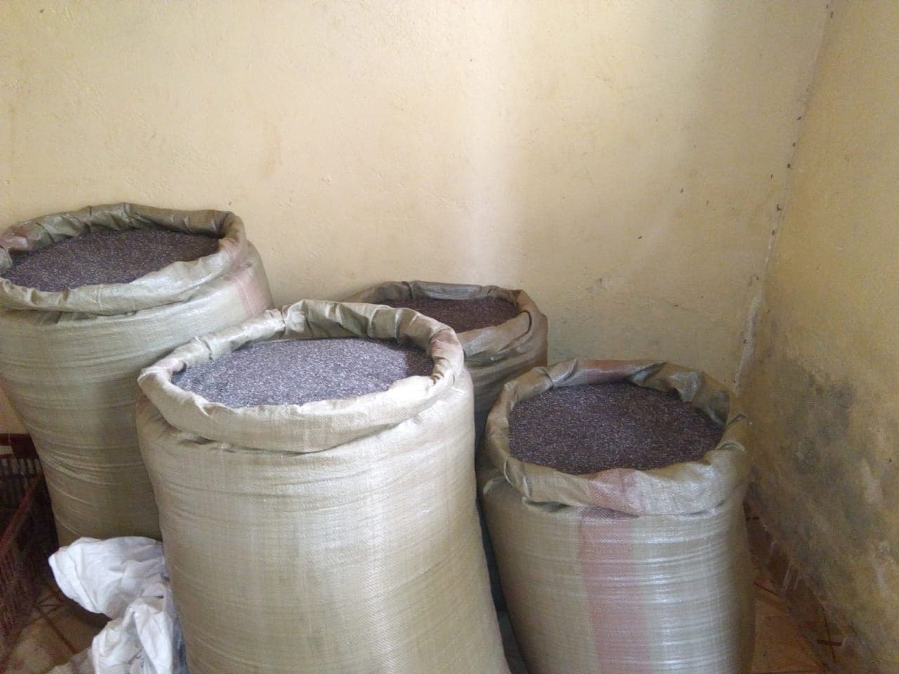 NGO urgently looking for farmers to grow chia crop
