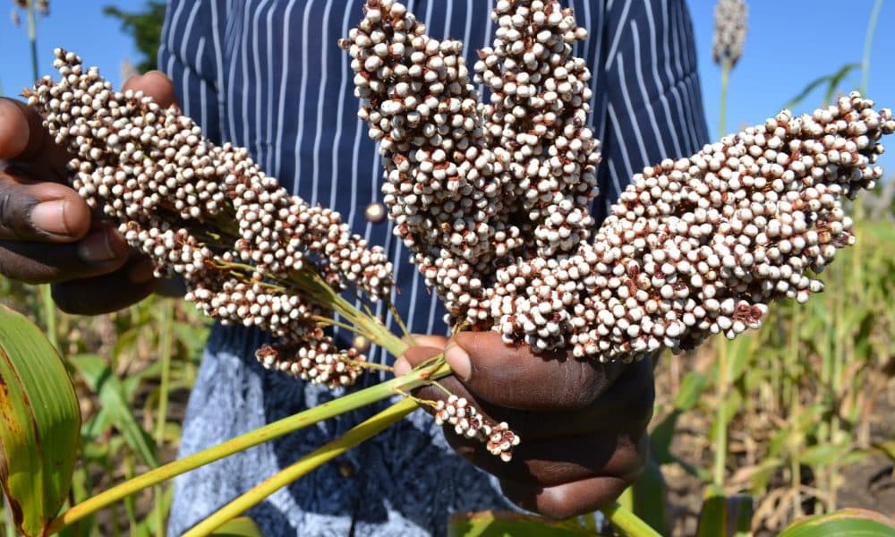 East Africa Breweries Limited takes sorghum contract farming to Kakamega
