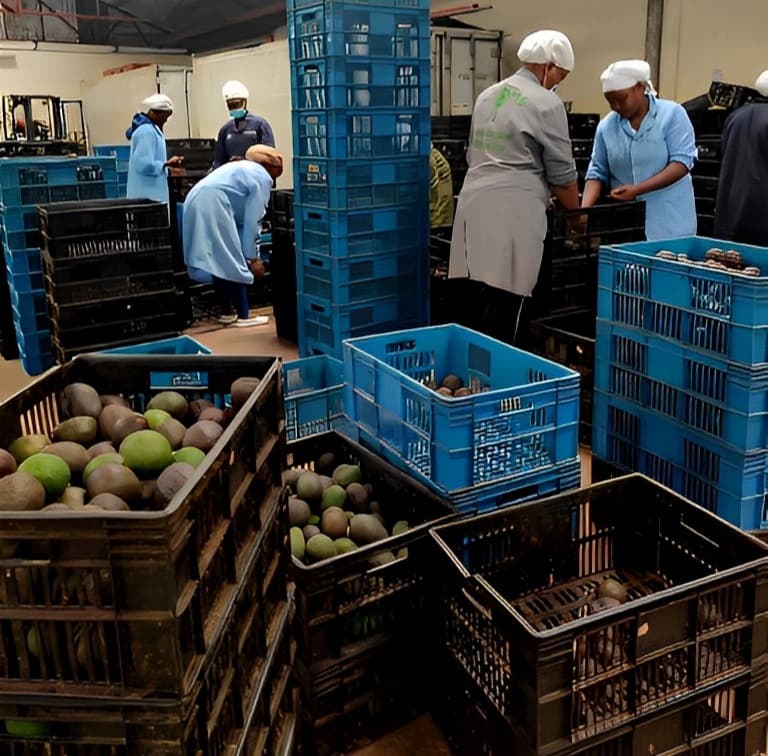 Exploding oil sector scrambles for fruit in avocado shortage