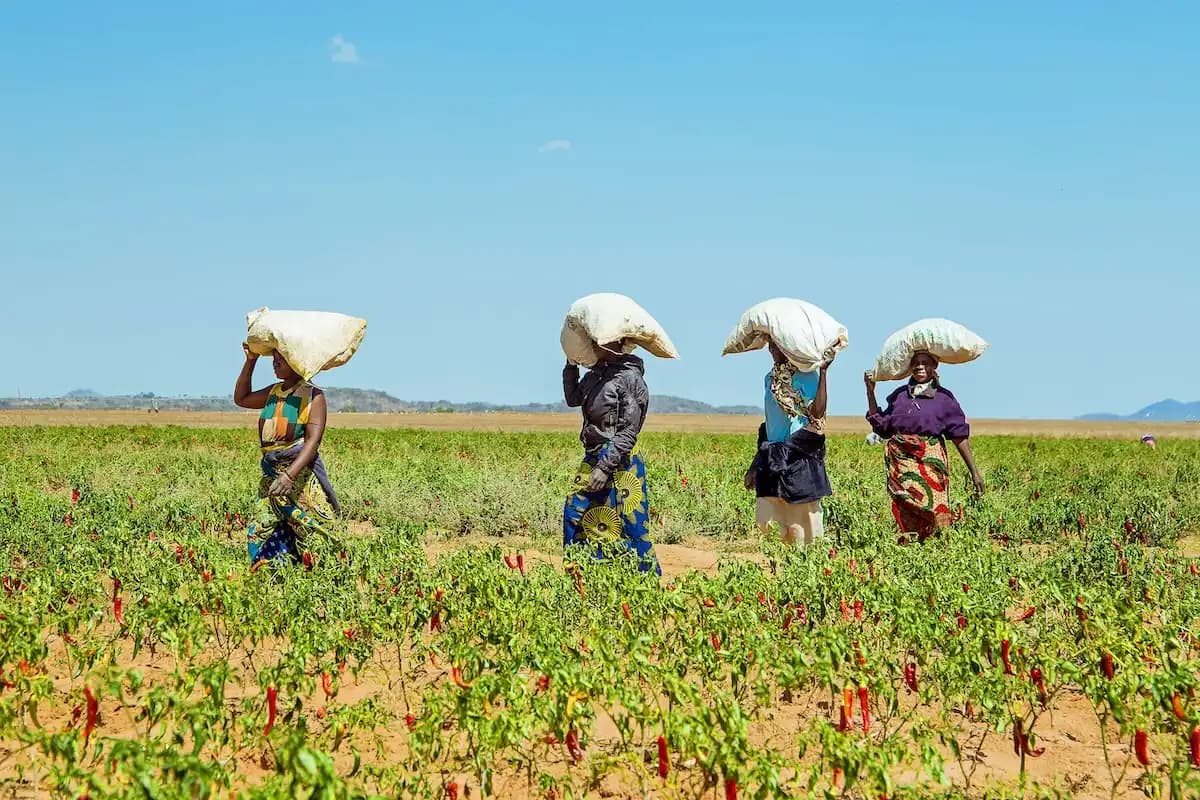Swedfund, BII, and Norfund Invest $85M in AgDevCo