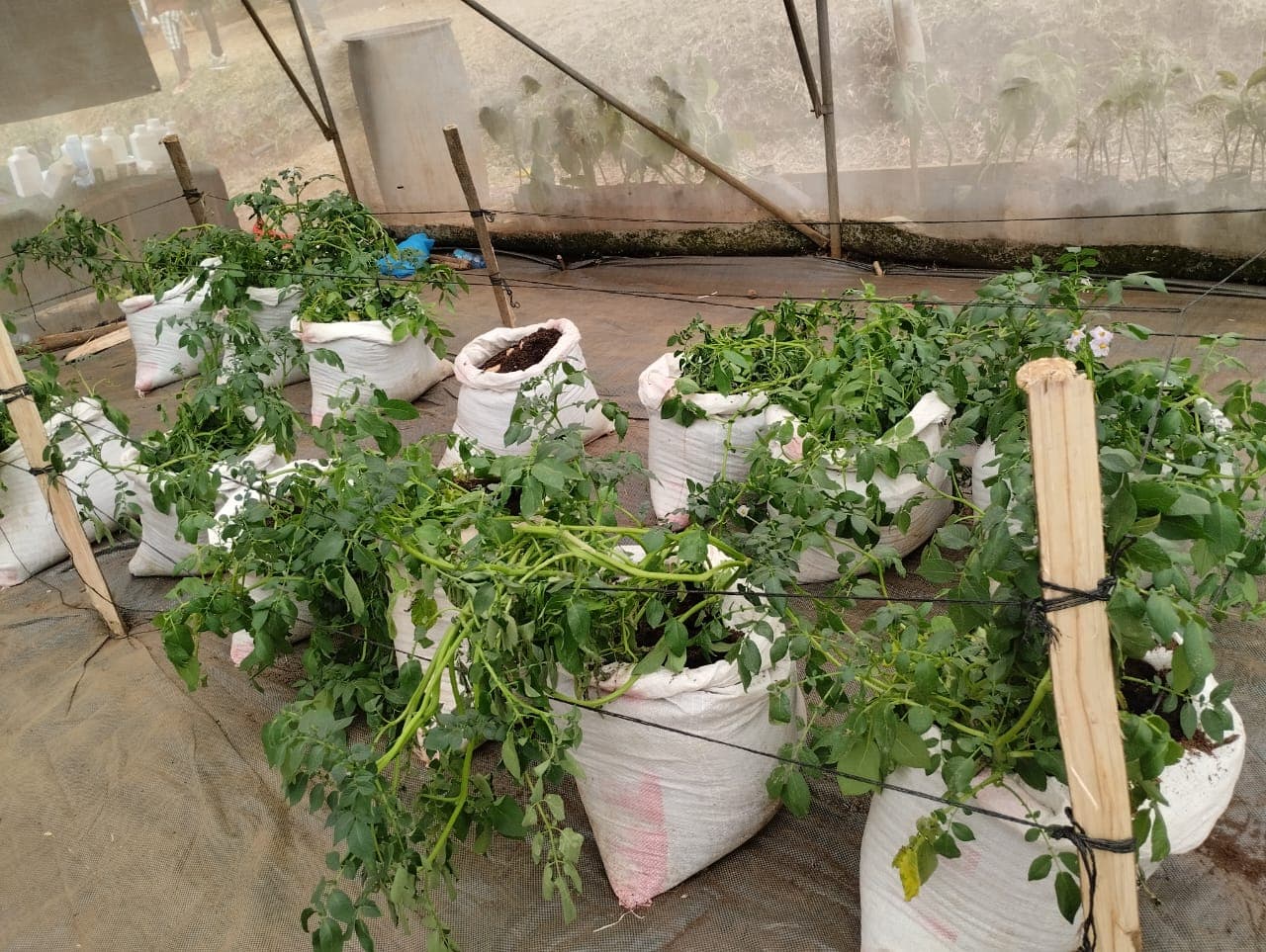 Farmer doubles potatoes with strategic win of KePHIS certification