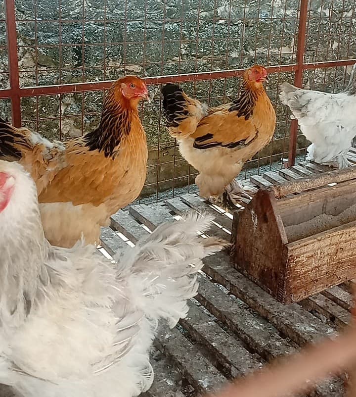 Brahma, king of chicken, earns up to 7x Kienyeji