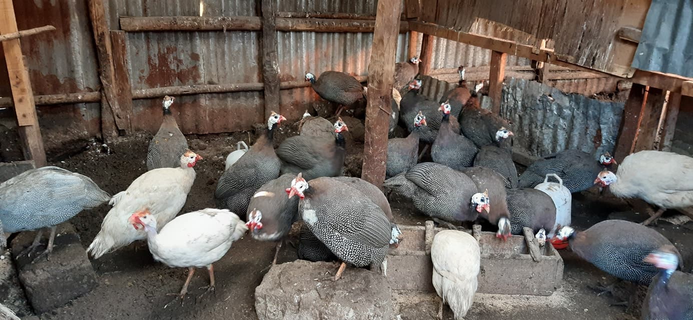Ornamental birds: The secret money maker that can earn you millions