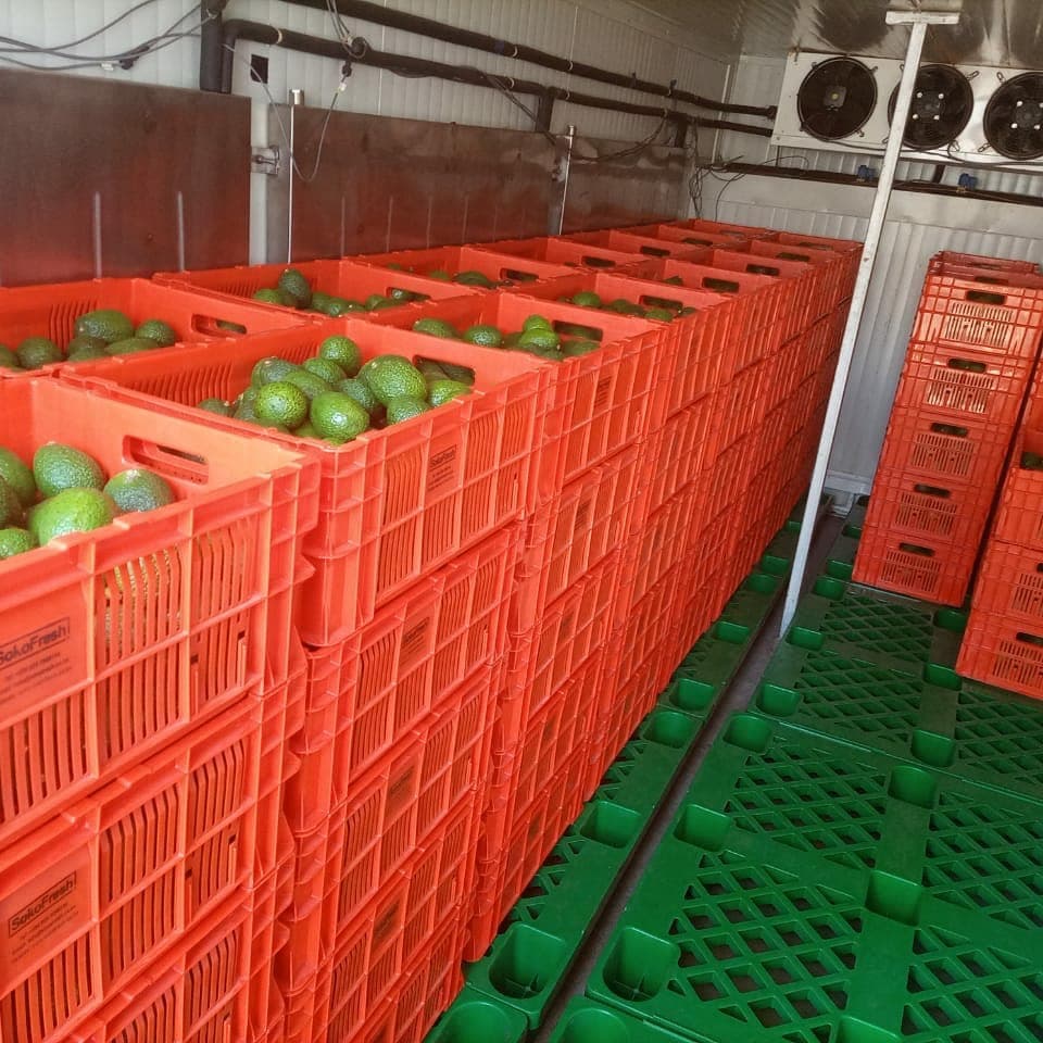 Kenyan avocado exports sit on precipice, as war and government policy stay disconnected
