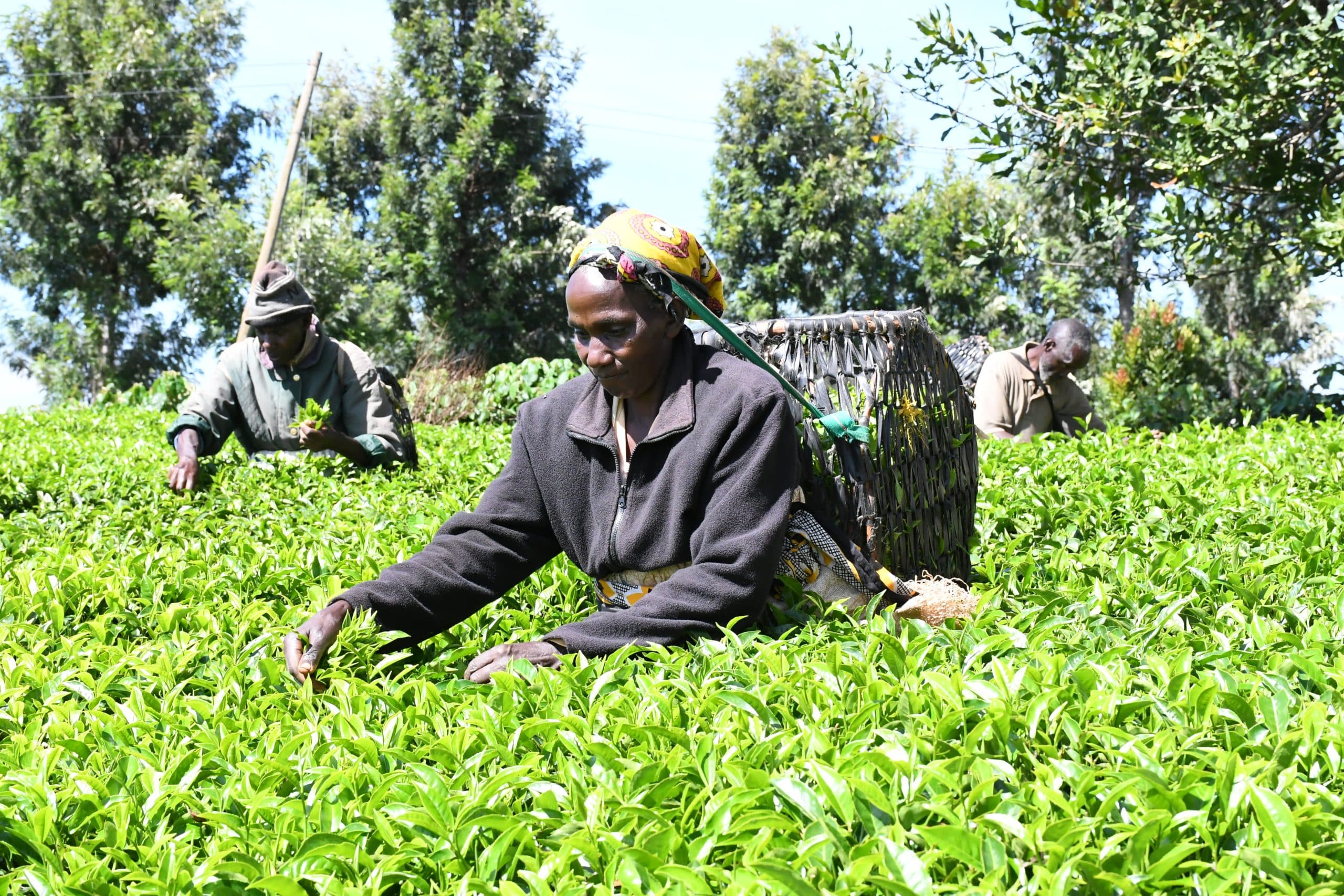 KTDA procures two million bags of fertiliser for tea farmers