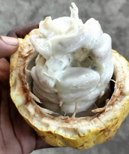 Chocolate promise doubles KALRO’s cocoa seeding prices, in days