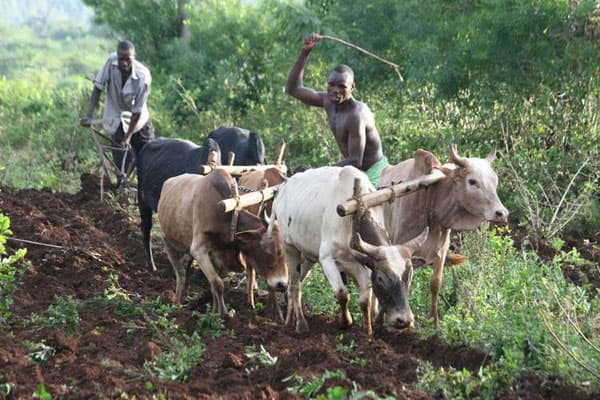 Long rains set for the fourth week of March, says Weatherman