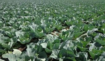 ‘Super Grow’ stems water wastage, tripling yields