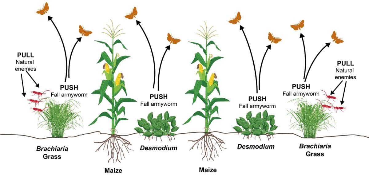 How push-pull technology arrests devastating Fall armyworm, Stemborer & Striga weed
