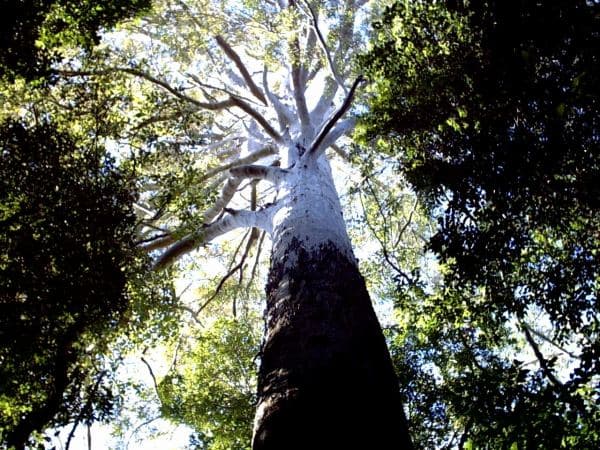 Eucalyptus tree becomes farmers’ silver bullet against climate change