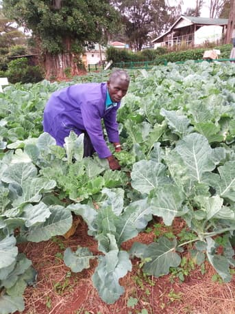 Relay vegetable farming earns Murang’a farmer over Sh52,000 a month from a quarter plot