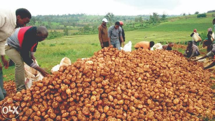 How I bounced back after investing in potato farming, only to get 4 bags from an acre