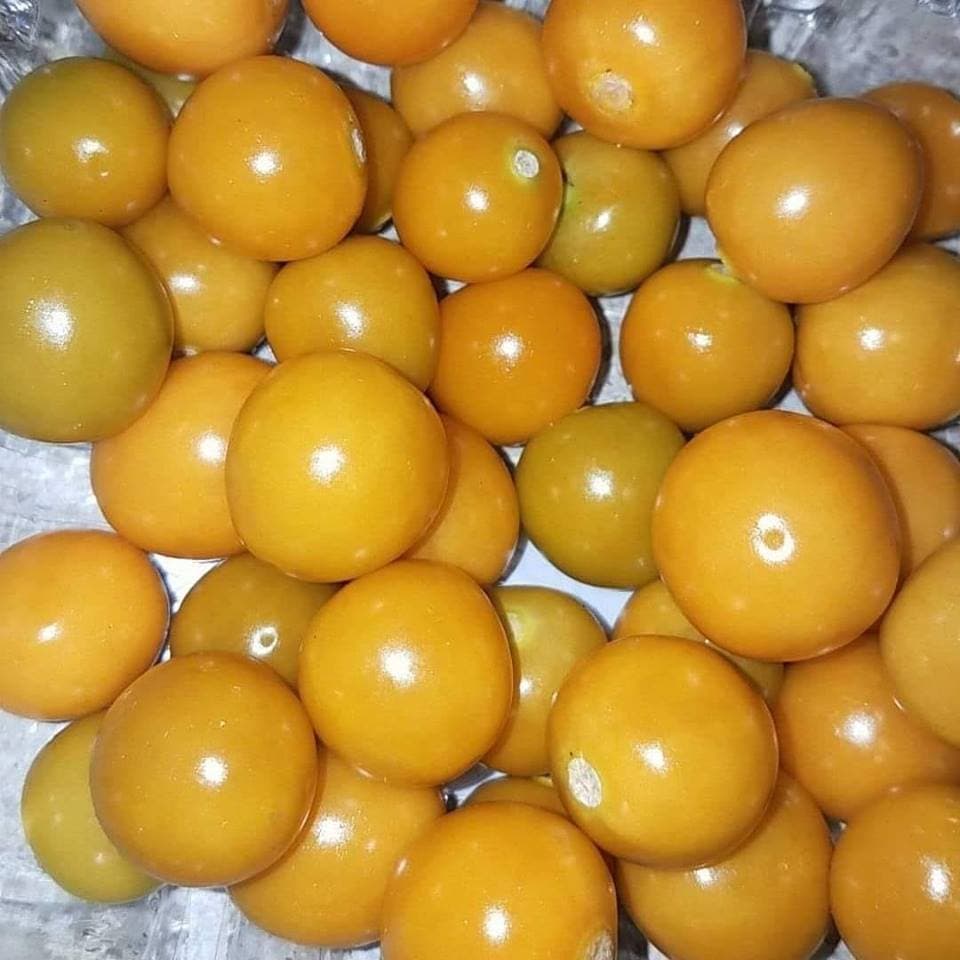 Cape gooseberry, wild fruit that can earn smallholders up to Sh750,000 an acre