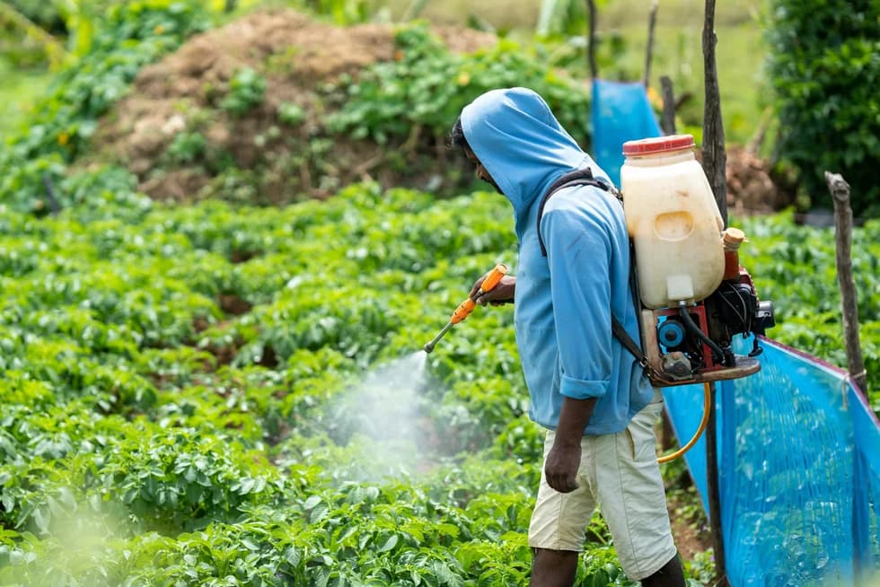 Simple organic remedies for farmers wishing to cut pesticide costs