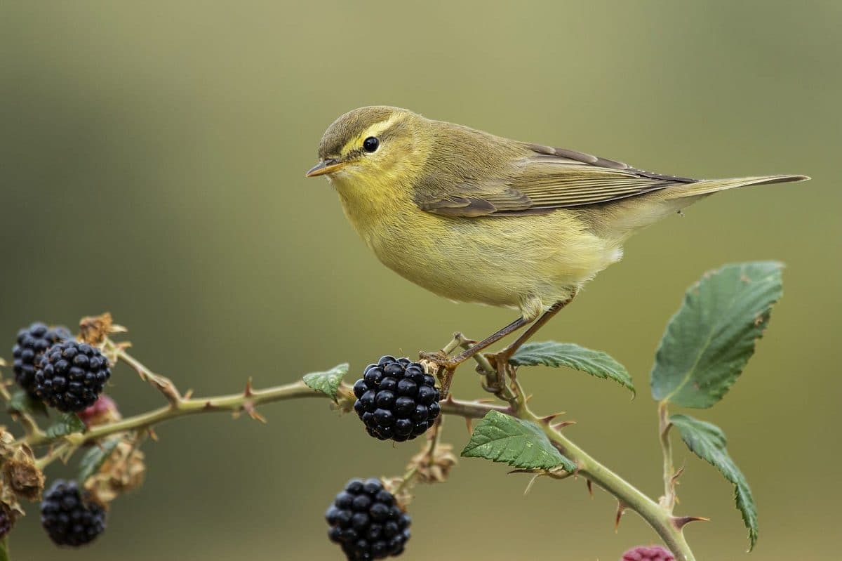The Canary Release Model Would Have Prevented a Global IT Systems Outage