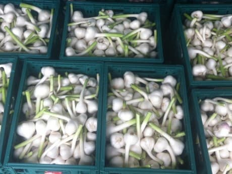 Farmers in need of urgent market for their over 1.35 tonnes of garlic
