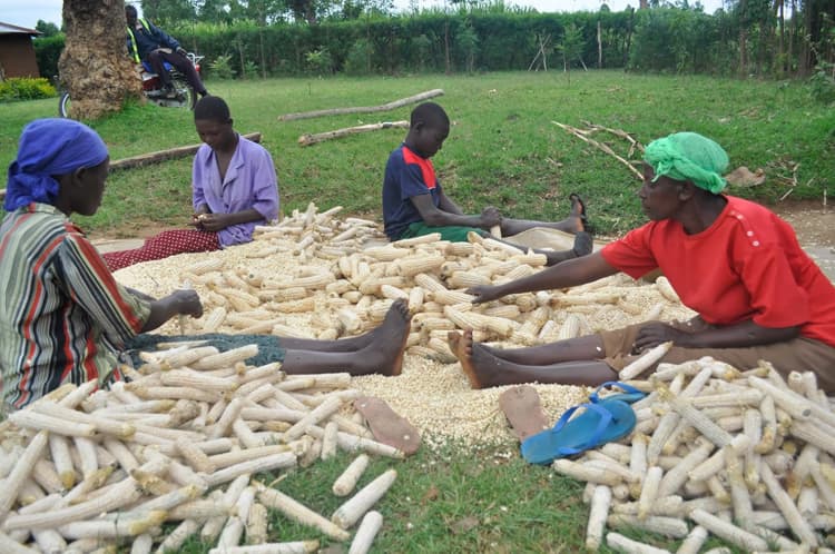 Uasin Gishu farmers counting losses due to heavy rains