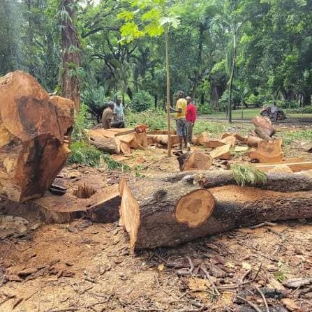 Sakaja criticized after he condemns Illegal tree cutting