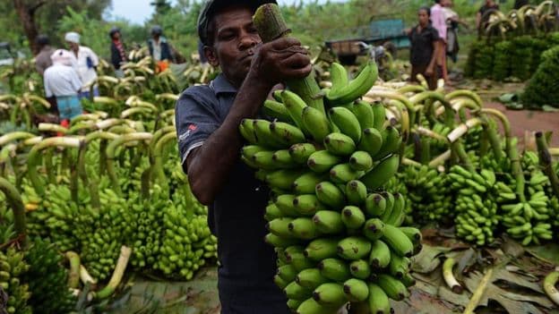 KALRO warns of bokoboko banana disease