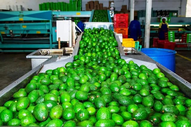 Jeremiah Mbaka: Why I quit my job at Sameer Africa to export avocados