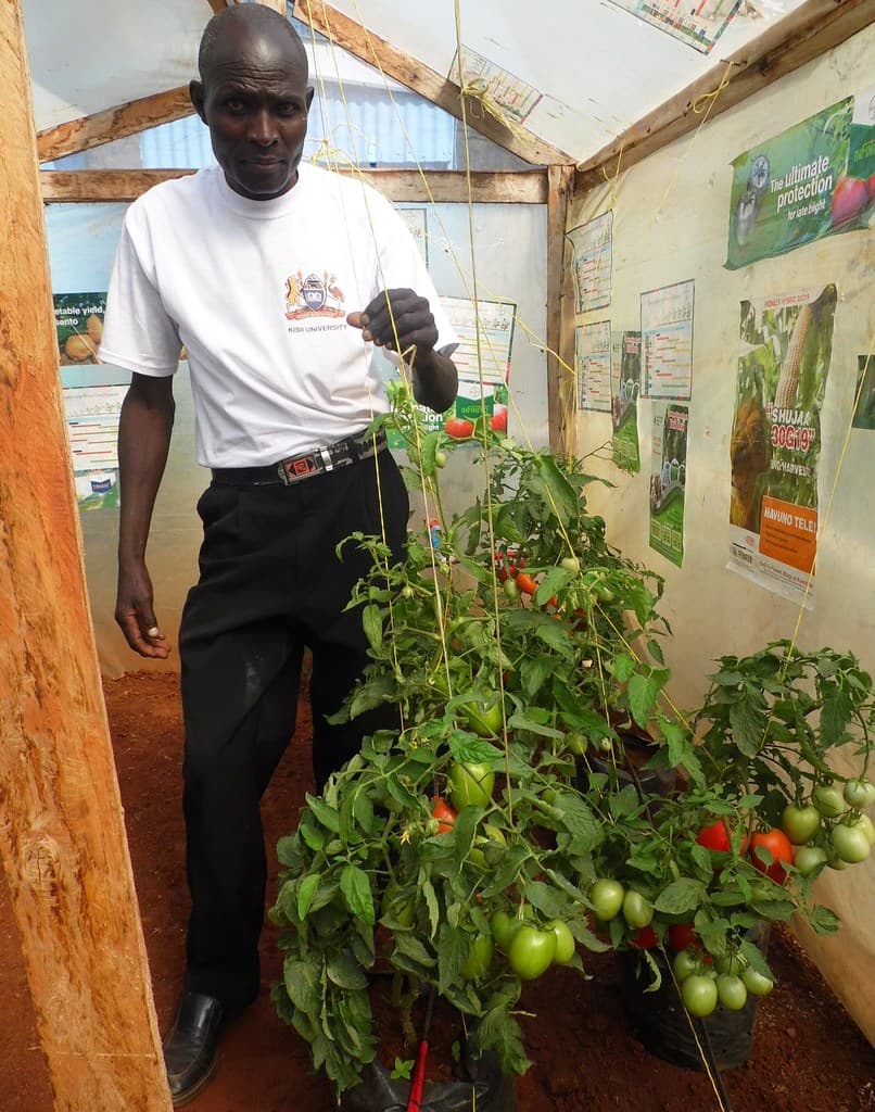 Yellow staking strings attract tomato pests, expert warns farmers