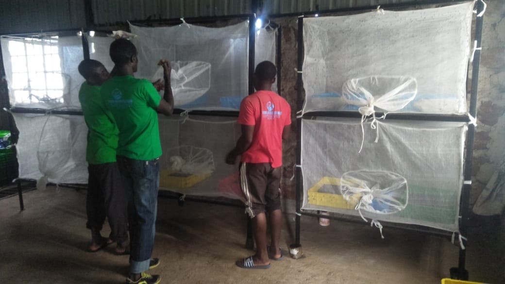 Busia fish farm uses flies to make 30% cheaper & healthier feed