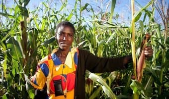 Kenyan maize finds its mojo in new labs