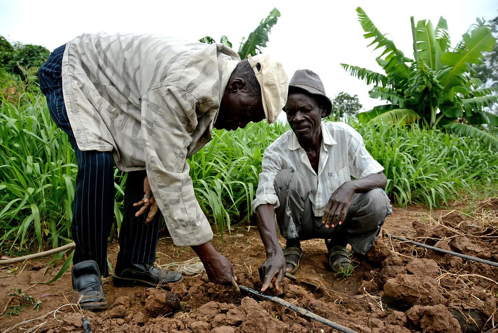 Kenya Met: November rains provide extended growing period for farmers