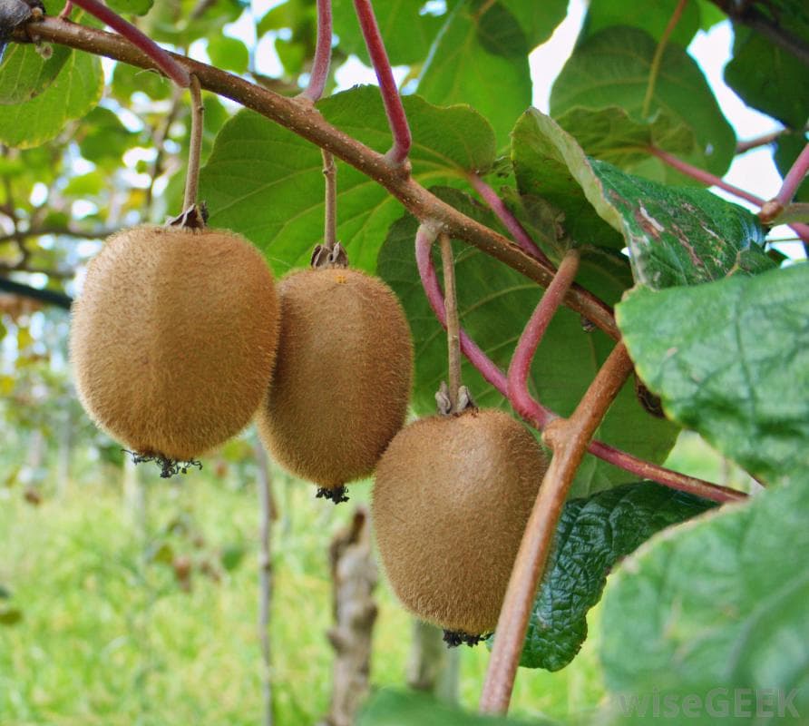 Sh20, 000 is what a tree of kiwi fruit can earn a farmer per harvest