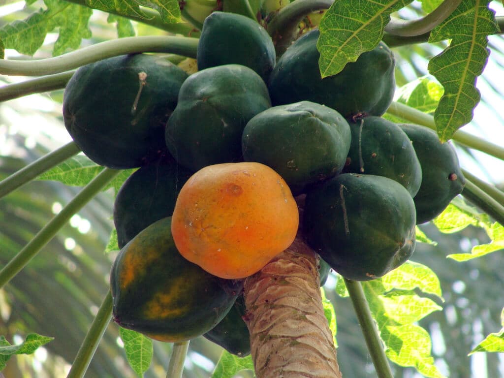 Arid Makueni farmer creates high earning paw paw oasis by digging holes