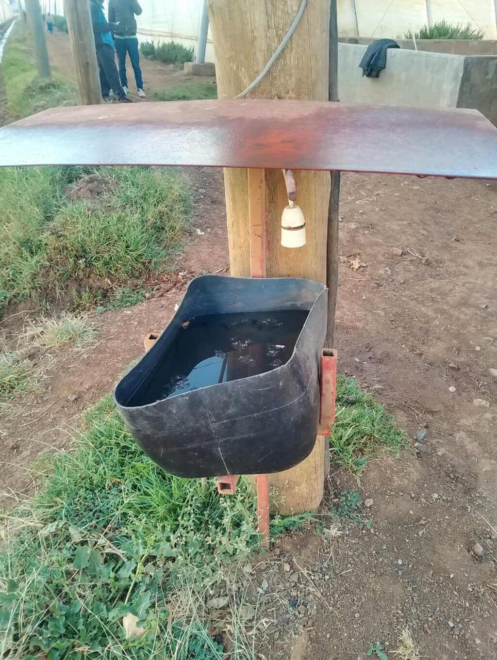 Timau avocado farm deploys used engine oil to kill its biggest pest menace