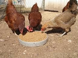 Bidco introduces poultry feeds that reduce maturity period in kienyeji chicken, increasing yields