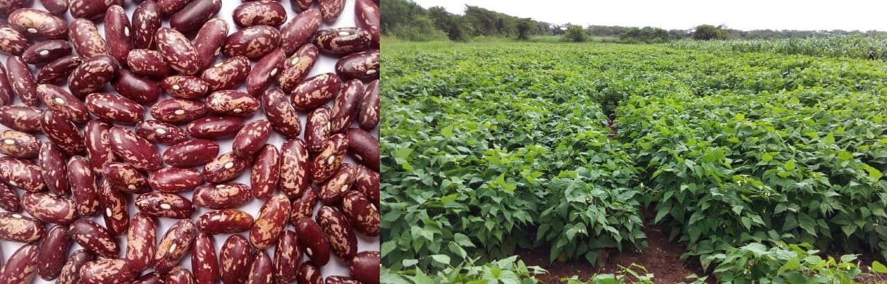 Factsheet: Growing in-demand, low flatulence Nyota beans