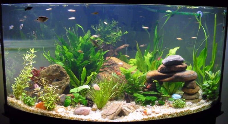 Fish breeders and farmers net profits with ‘beauty fish’