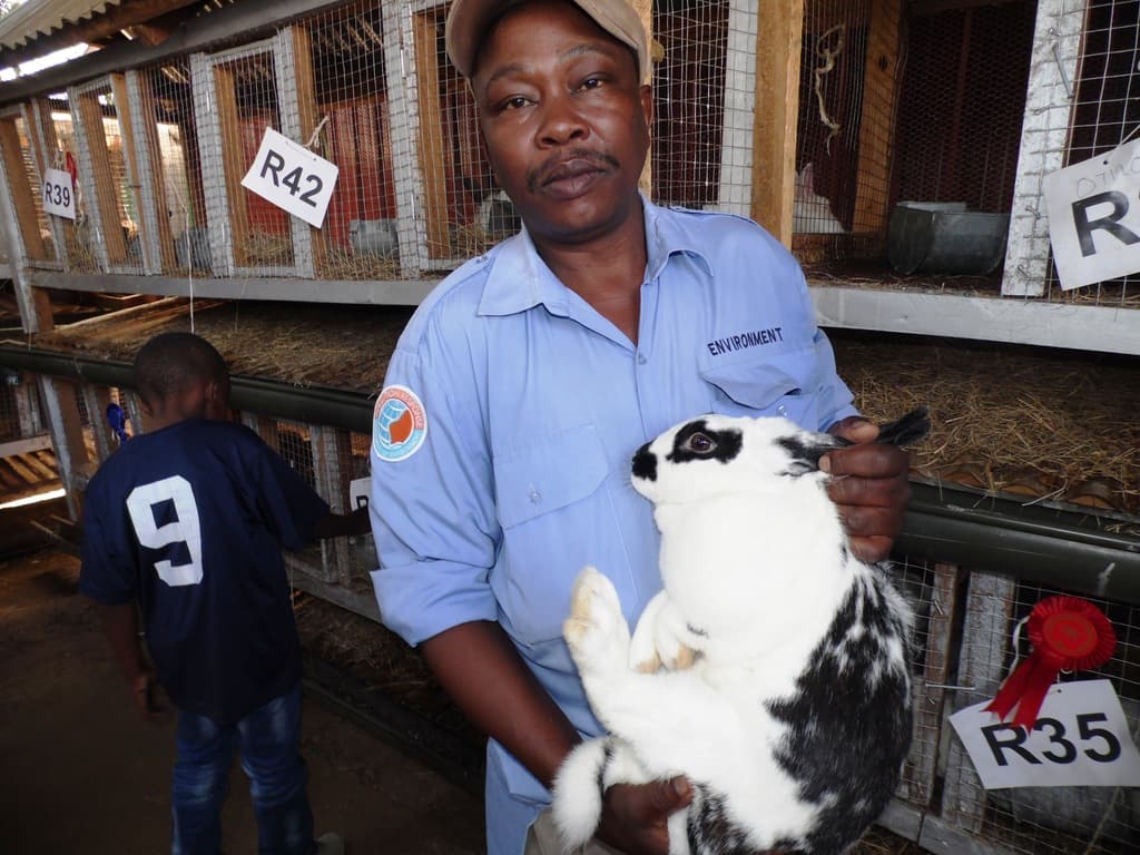 Caging stops double pregnancies per month for healthy rabbits