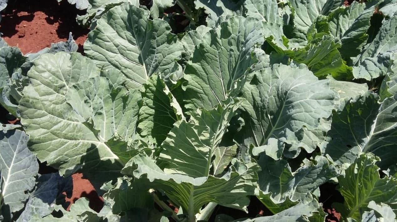Amiran introducing acid free fast maturing kale
