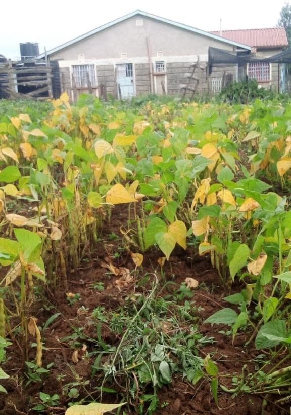 Anti-gas bean gives almost double yields of Nyota