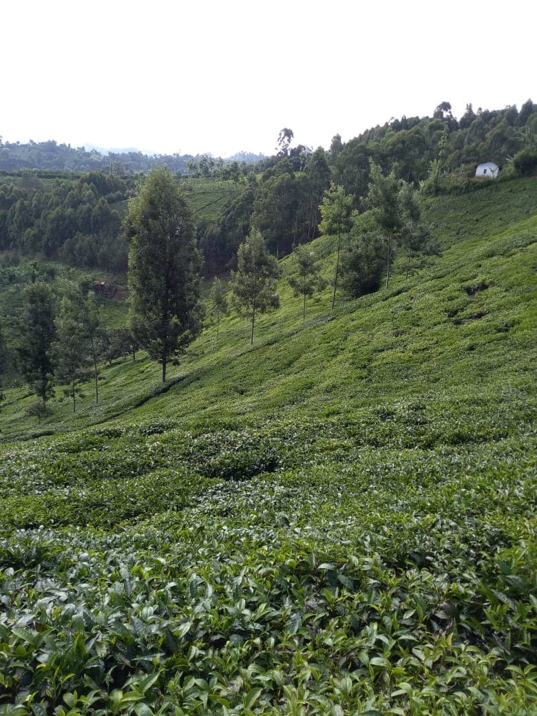 Tea farmer saves Sh8k, fixes mites, with spraying change