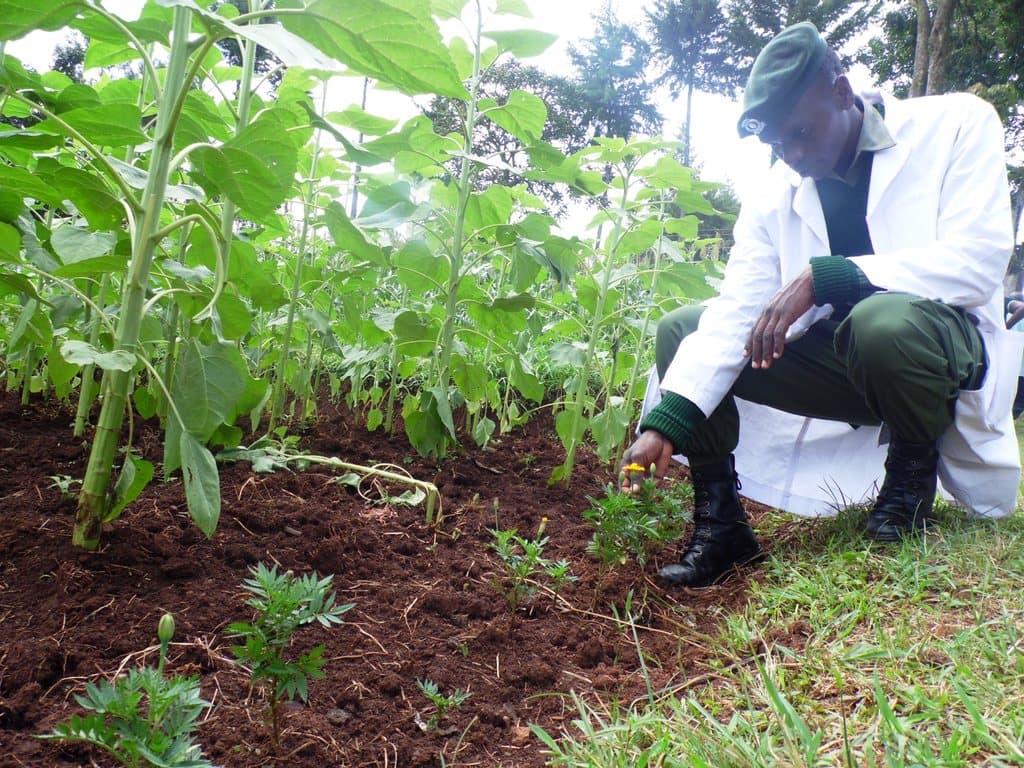 Common weed controls crop pests