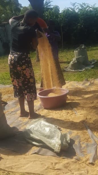 Health benefits driving the growing amaranth enterprise in Kenya