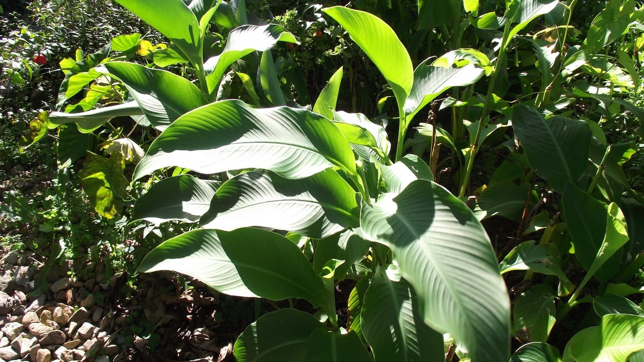 Highland arrowroot offer alternative income for Central farmers