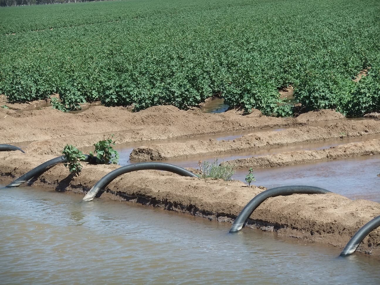 30% of global arable land made useless due to excessive irrigation